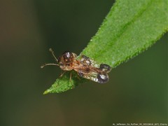 Corythucha associata