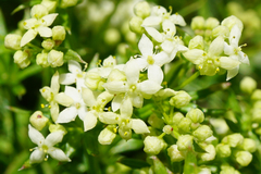 Galium anisophyllon