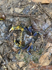 Demanietta khirikhan