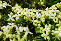 Galium anisophyllon