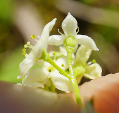 Galium anisophyllon