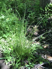 Juncus pylaei