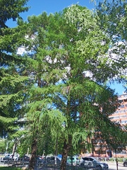Larix decidua