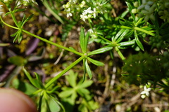 Galium anisophyllon