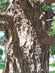 Larix decidua