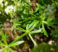 Galium anisophyllon