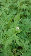Geranium sibiricum
