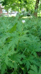 Geranium sibiricum