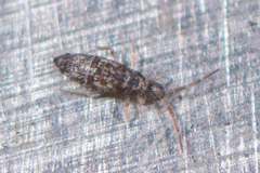 Seira bipunctata