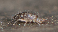 Seira bipunctata