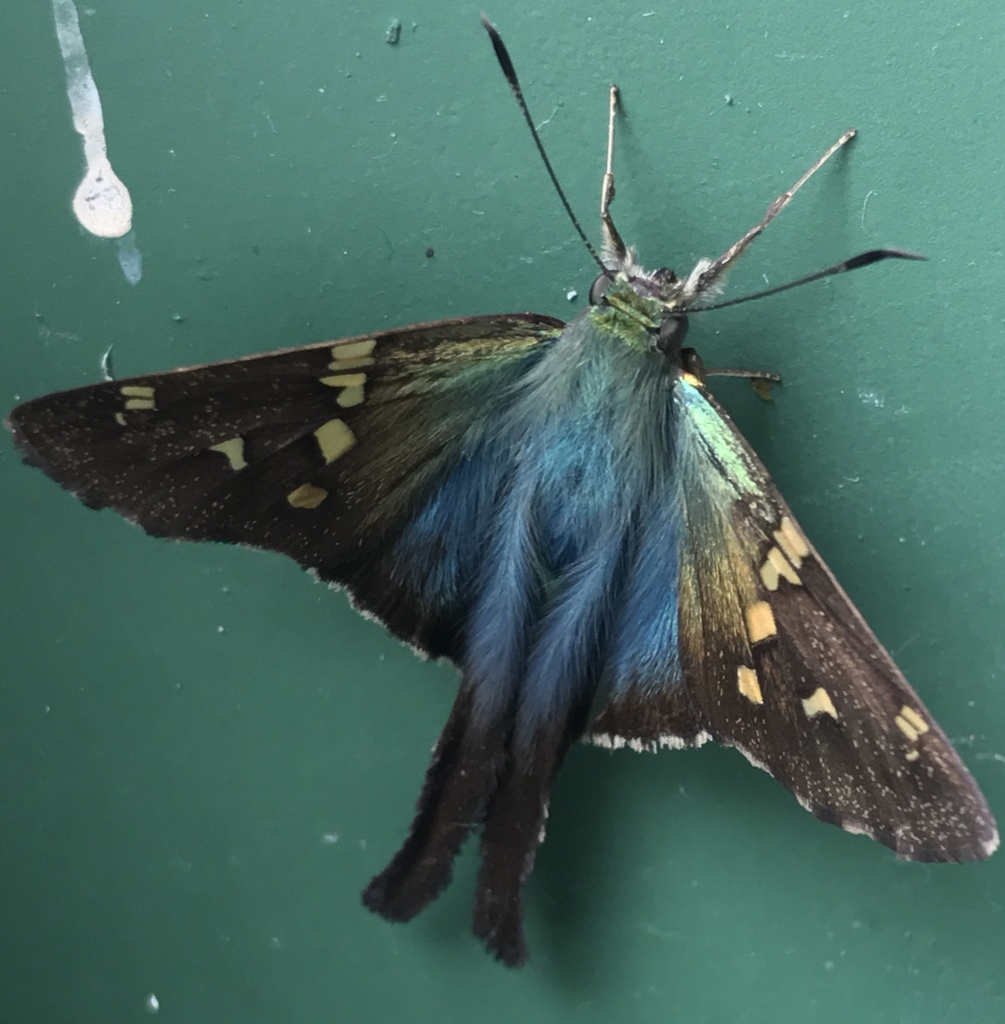 Andean longtail