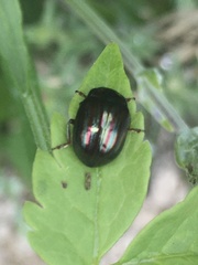 Chrysolina americana