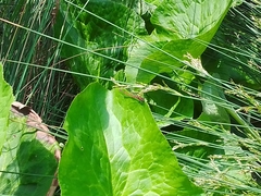 Pyrrhosoma