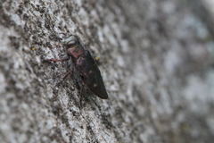 Chrysobothris affinis