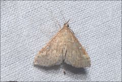 Udea hyalistis