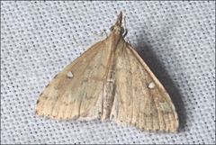 Udea hyalistis