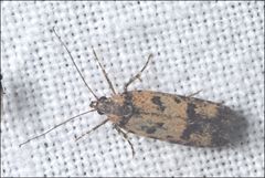 Hemiarcha thermochroa