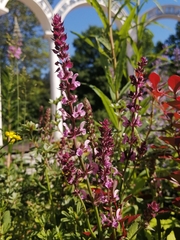 Stachys chamissonis