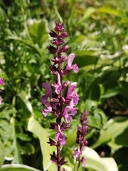 Stachys chamissonis