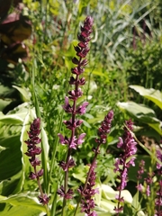Stachys chamissonis