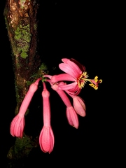 Passiflora amoena