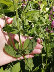 Stachys chamissonis