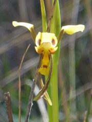 Diuris chrysantha