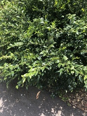 Sarcococca hookeriana