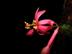 Passiflora amoena