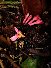 Passiflora amoena