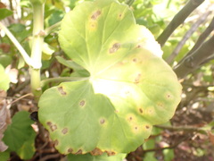 Puccinia pelargonii-zonalis