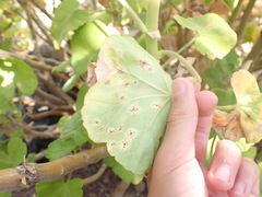 Puccinia pelargonii-zonalis