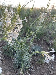 Ipomopsis aggregata candida