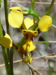 Diuris chrysantha