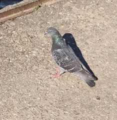 Columba livia domestica