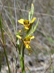 Diuris chrysantha