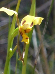Diuris chrysantha
