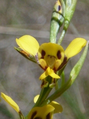 Diuris chrysantha