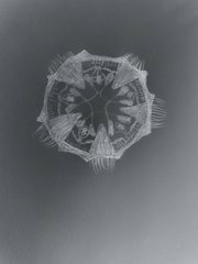 Ceropegia malwanensis