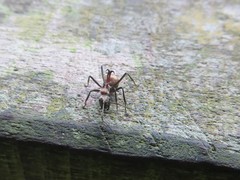 Polyrhachis olybria