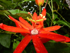 Passiflora coccinea