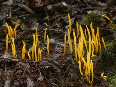 Clavulinopsis amoena