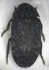 Dermestes murinus
