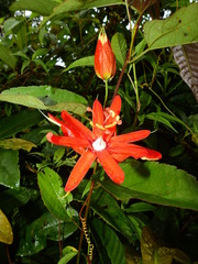 Passiflora coccinea