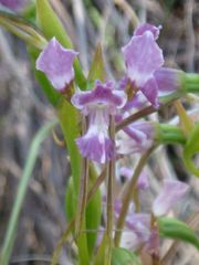 Diuris dendrobioides