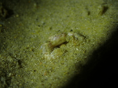 Polyonyx transversus