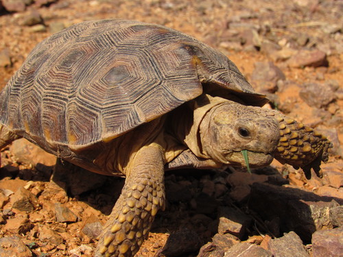 Goode’s Thornscrub Tortoise