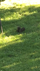 Sciurus carolinensis