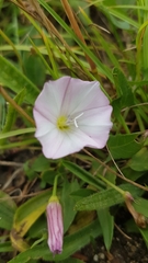 Convolvulus arvensis