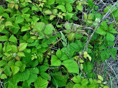 Rubus rubritinctus
